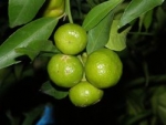 Avana Apireno citrus deliciosa