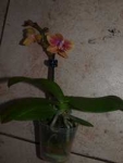 Phalaenopsis Sogo Gotris