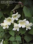 Lophospermum erubescens (alba) - Лофоспермум стыдливый (белый) (2 шт).