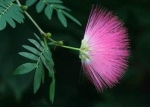 Calliandra surinamensis - Каллиандра суринамская (2 шт).