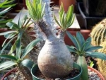 Pachypodium rosulatum - Пахиподиум розеточный (2 шт).