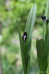 Roscoea scillifolia (Atropurpurea) - Роскоя пролесколистная (Черно-фиолетовая) (2 шт).