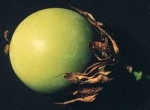 Passiflora platyloba - Пассифлора широколопастная (2 шт).