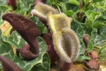 Aristolochia chilensis - Аристолохия чилийская (2 шт).