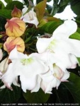 Beaumontia grandiflora - Бьюмонтия (Беаумонтия) крупноцветковая (2 шт).