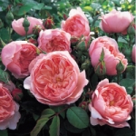 Роза The Alnwick™ Rose (Ausgrab) *